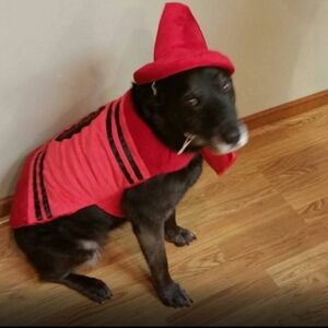 Halloween Tucker & Ace Red Crayon Dog Costume